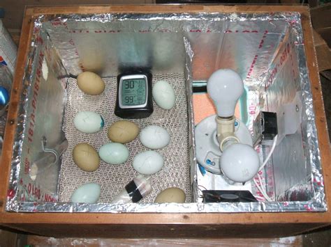 Magic glt egg incubator
